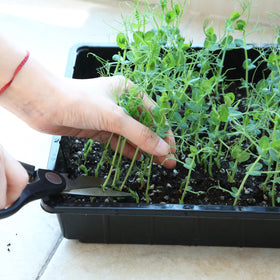 Mr. Pen seed starter trays one-piece design simplifies use and cleanup.