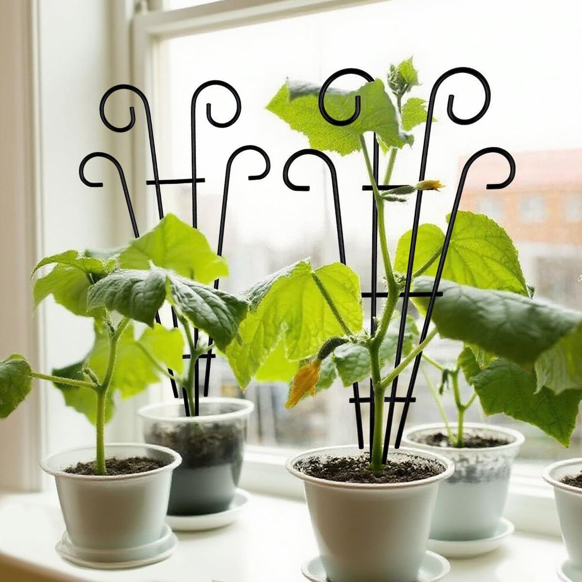 MTB Supply flat-iron end design prevents snagging while vines climb and spread.
