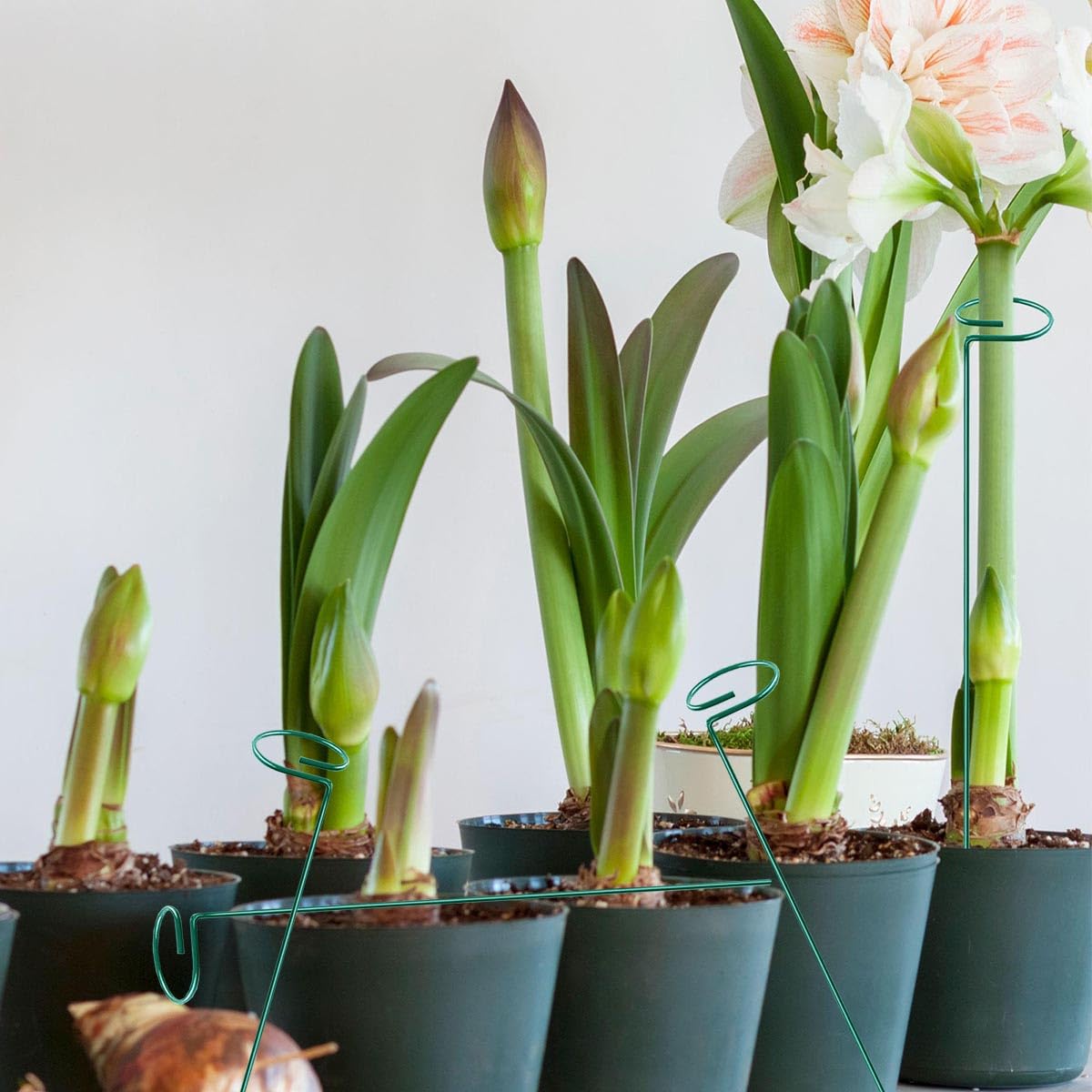 MTB Supply green 24in plant stakes pack of 20 keeps multiple stems upright.