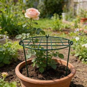 MTB Supply green loops keep heavy blossoms upright without bending stems.