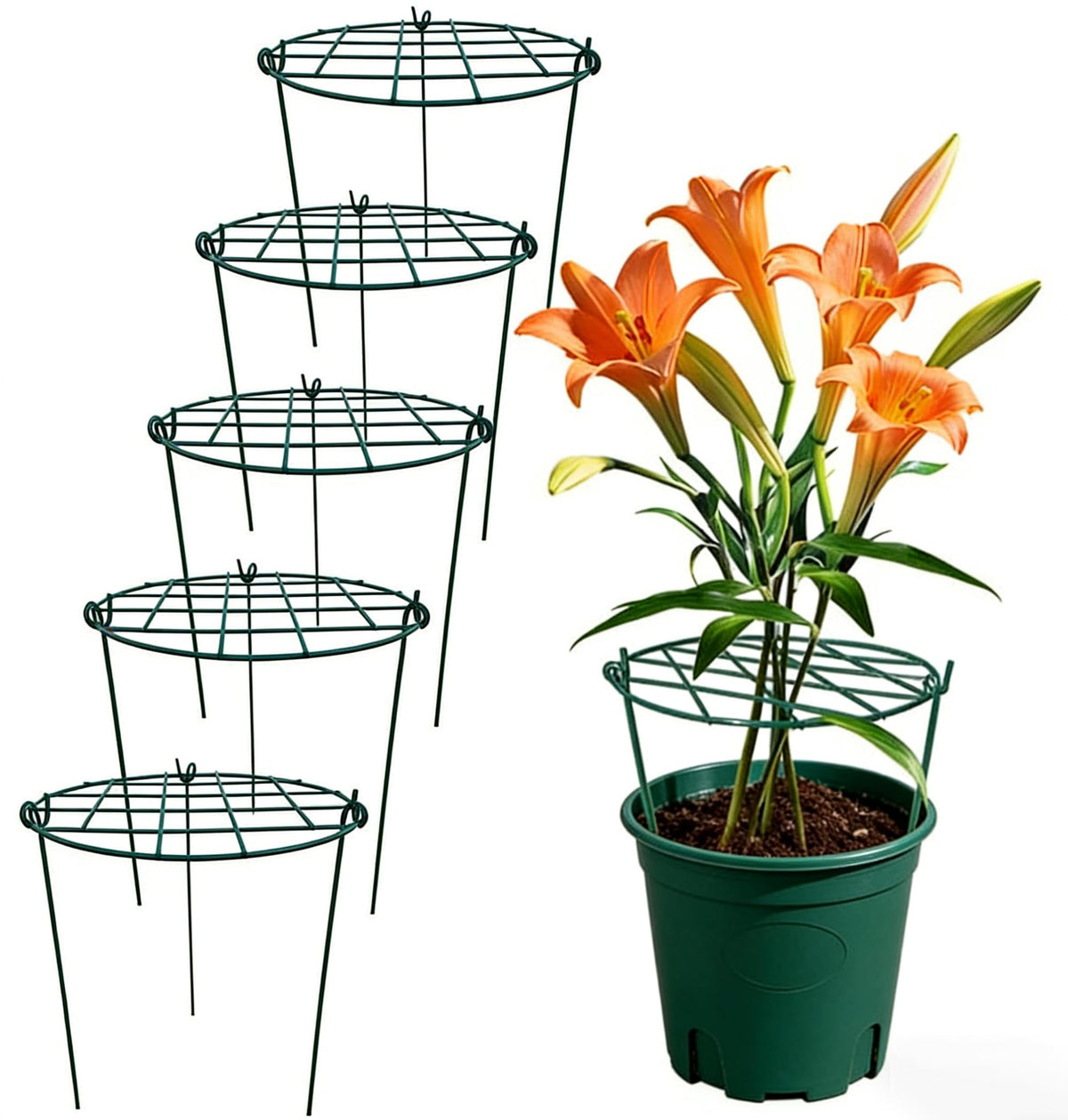 MTB Supply peony cages with grid hoops provide sturdy support for upright growth.