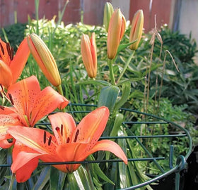 MTB Supply tall plants stay upright with our heavy-duty flower supports.