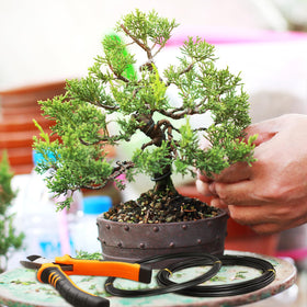 Mudder bonsai wire set ready for display and shaping