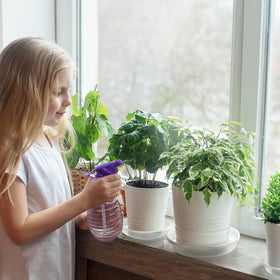 MUDEELA 12-inch clear plant saucer showcases plants while protecting surfaces.