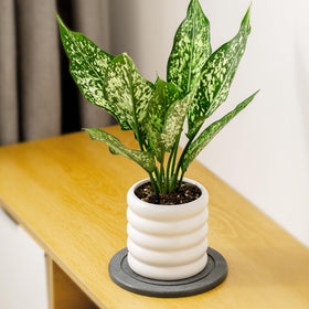 MUDEELA saucer fits indoor spaces and offices as a neat organizer.