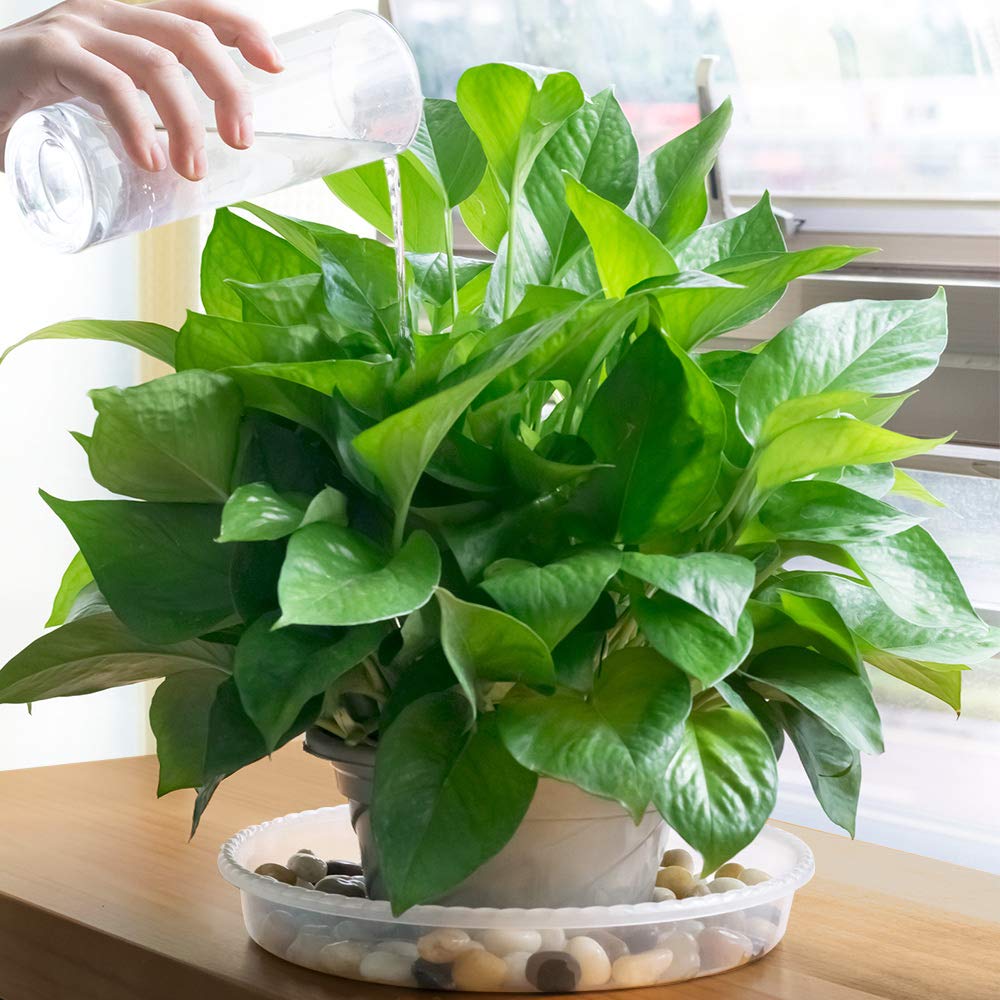 MUDEELA outdoor-use plant saucer resists weather for patio pots.
