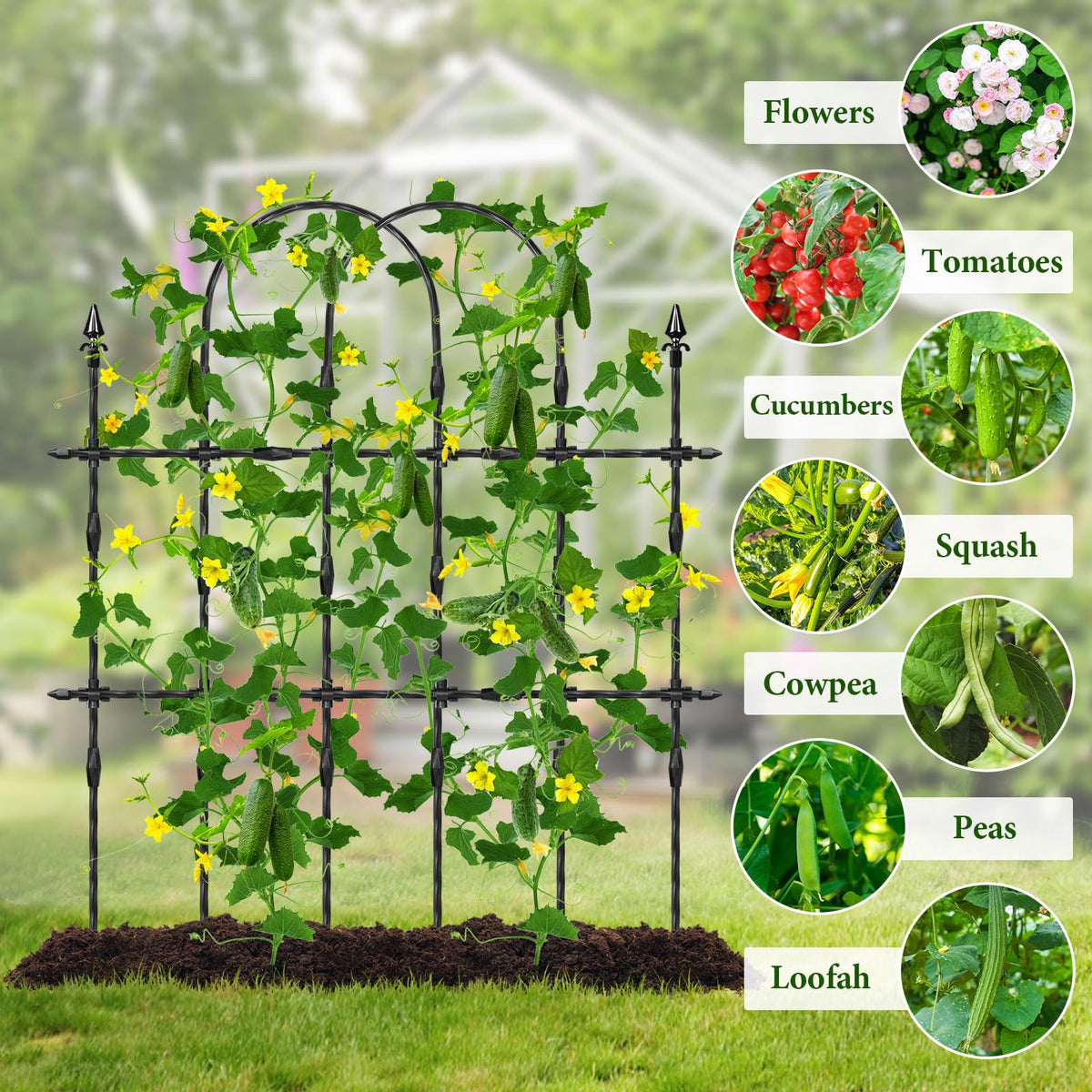 Muderek arch trellis offers ample space for climbing crops.