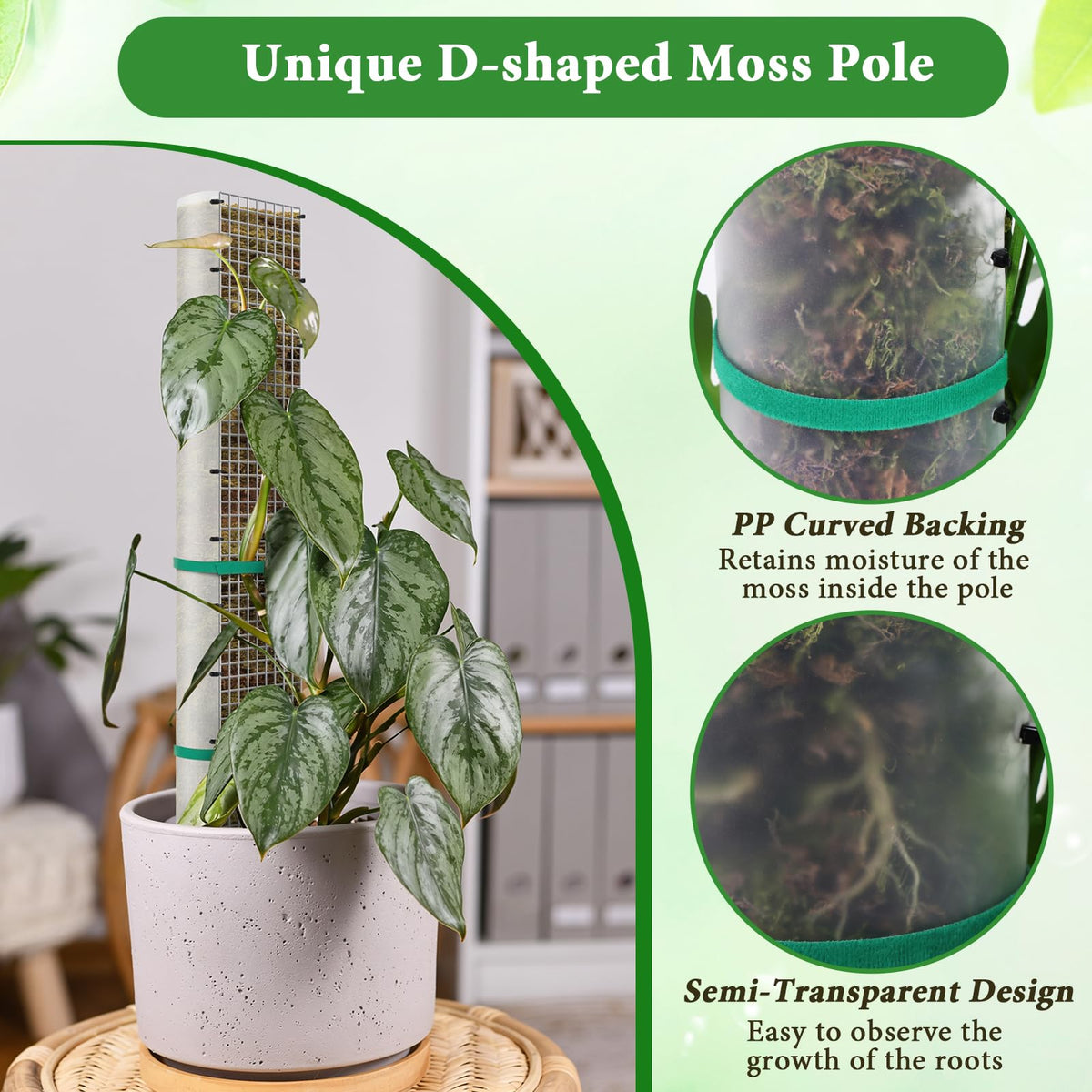 Muderek moss pole in use with monstera shows upward growth.