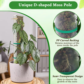 Muderek moss pole in use with monstera shows upward growth.