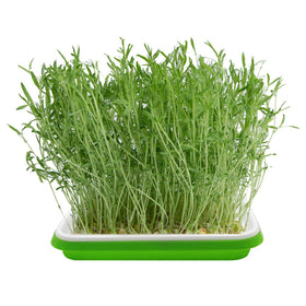 MUDUOBAN five lids for sprouting trays completing the system