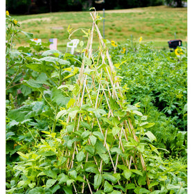 Mulctun compact teepee folds away for winter storage and reuse