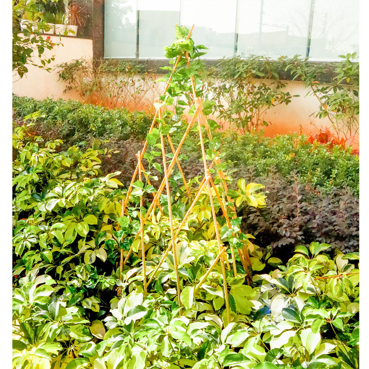 Mulctun foldable garden trellis supports peas, beans, and cucumbers
