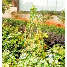 Mulctun foldable garden trellis supports peas, beans, and cucumbers
