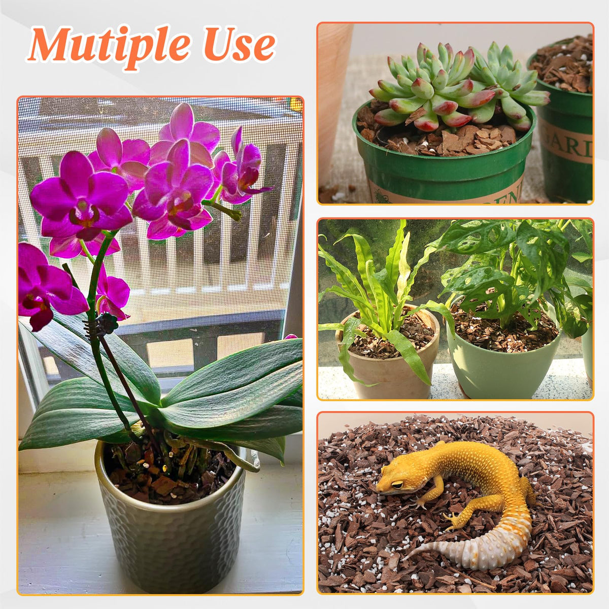 Mulctun orchid bark potting mix for epiphytic orchids improves drainage