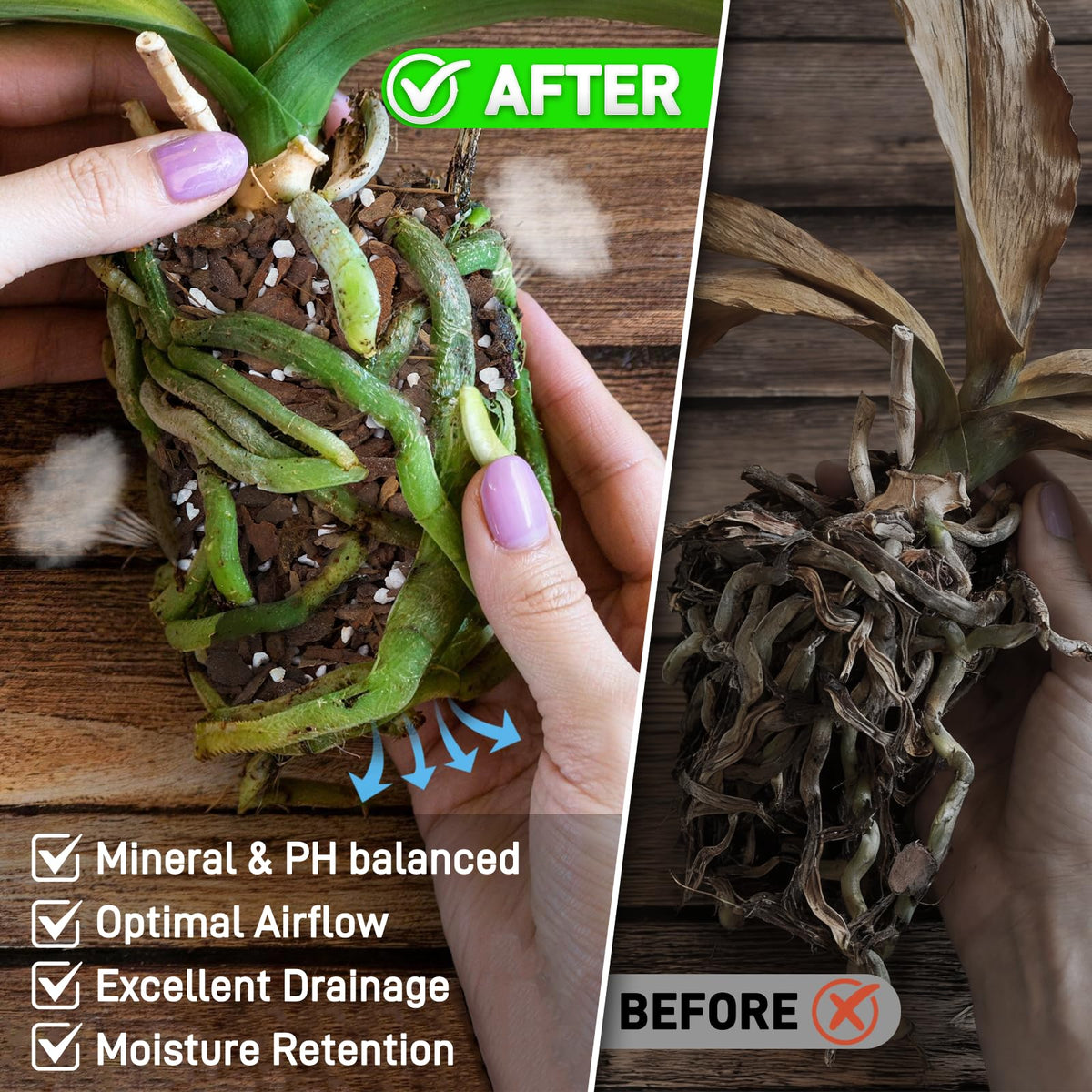 Mulctun Orchid Bark Potting Mix with perlite detail improves drainage and airflow