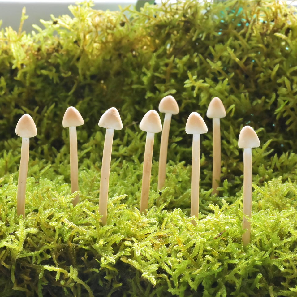 Mumutie 8-pack handmade clay mushrooms for DIY mini gardens and fairy landscapes.