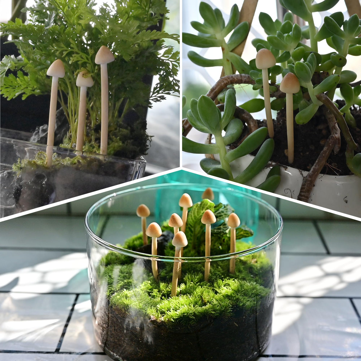 Mumutie fairy garden mushrooms display for whimsical outdoor and indoor accents.