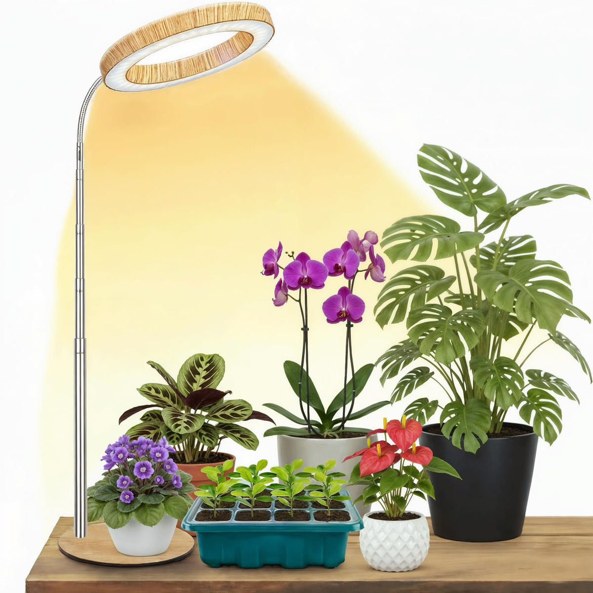 MUSELUCE grow light desk-woodgrain complements decor while supporting healthy greens.