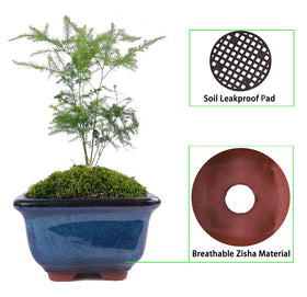 MUZHI 6PACK glazed bonsai pot blue indoor outdoor ready for plants
