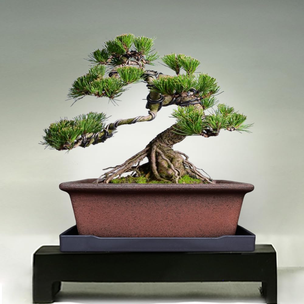 MUZHI bonsai kit includes saucer and tool set for easy setup.