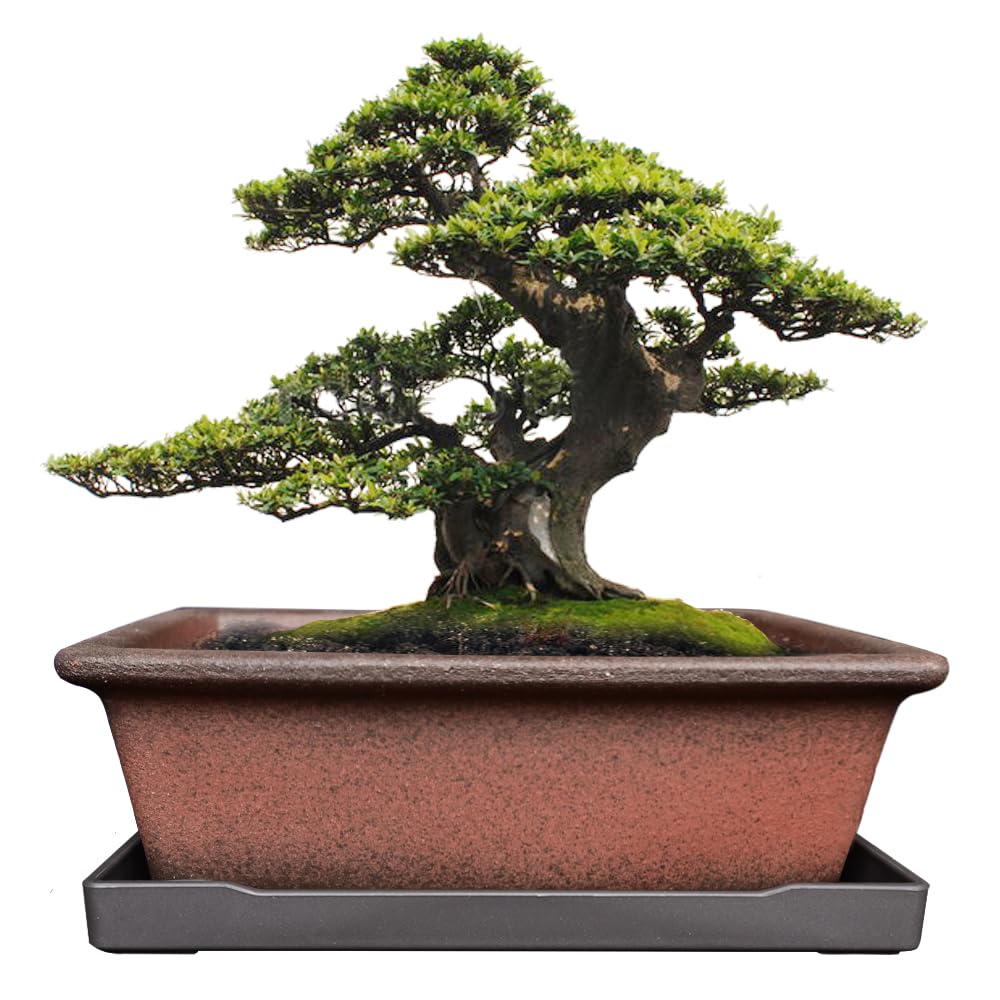 MUZHI bonsai planter, rectangle design for stylish indoor display.