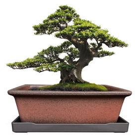 MUZHI bonsai planter, rectangle design for stylish indoor display.