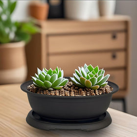 MUZHI 3-pack kit ready for seedlings, succulents, and bonsai training