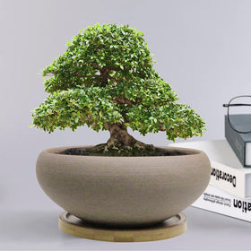 Muzhi center drainage hole promotes airflow for healthier root aeration.