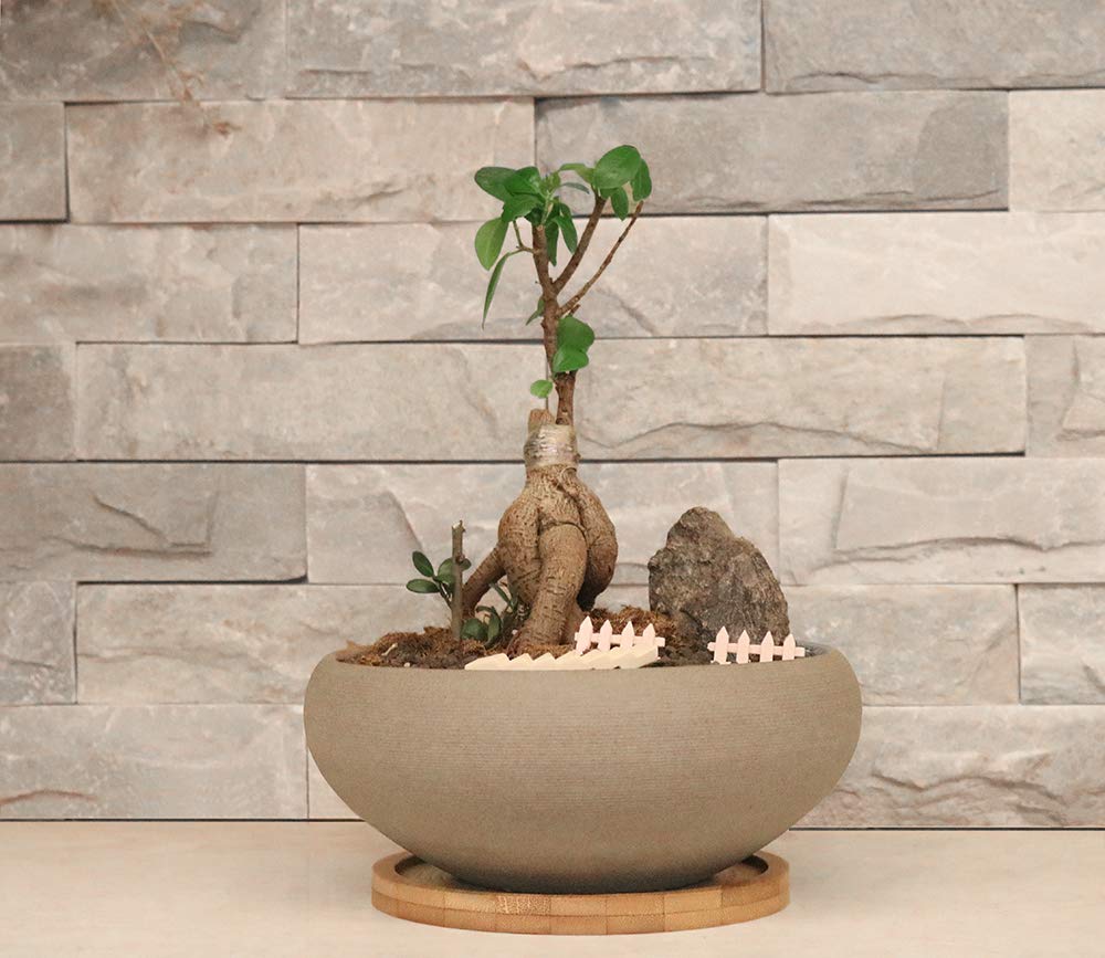 Muzhi home office decor—perfect gift for plant lovers.