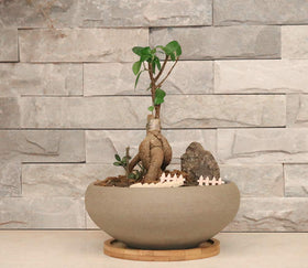 Muzhi home office decor—perfect gift for plant lovers.