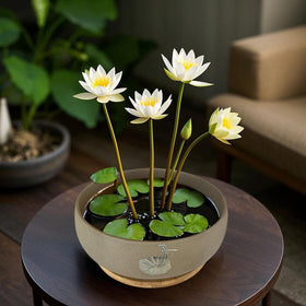 Planter displayed with water lilies for modern decor