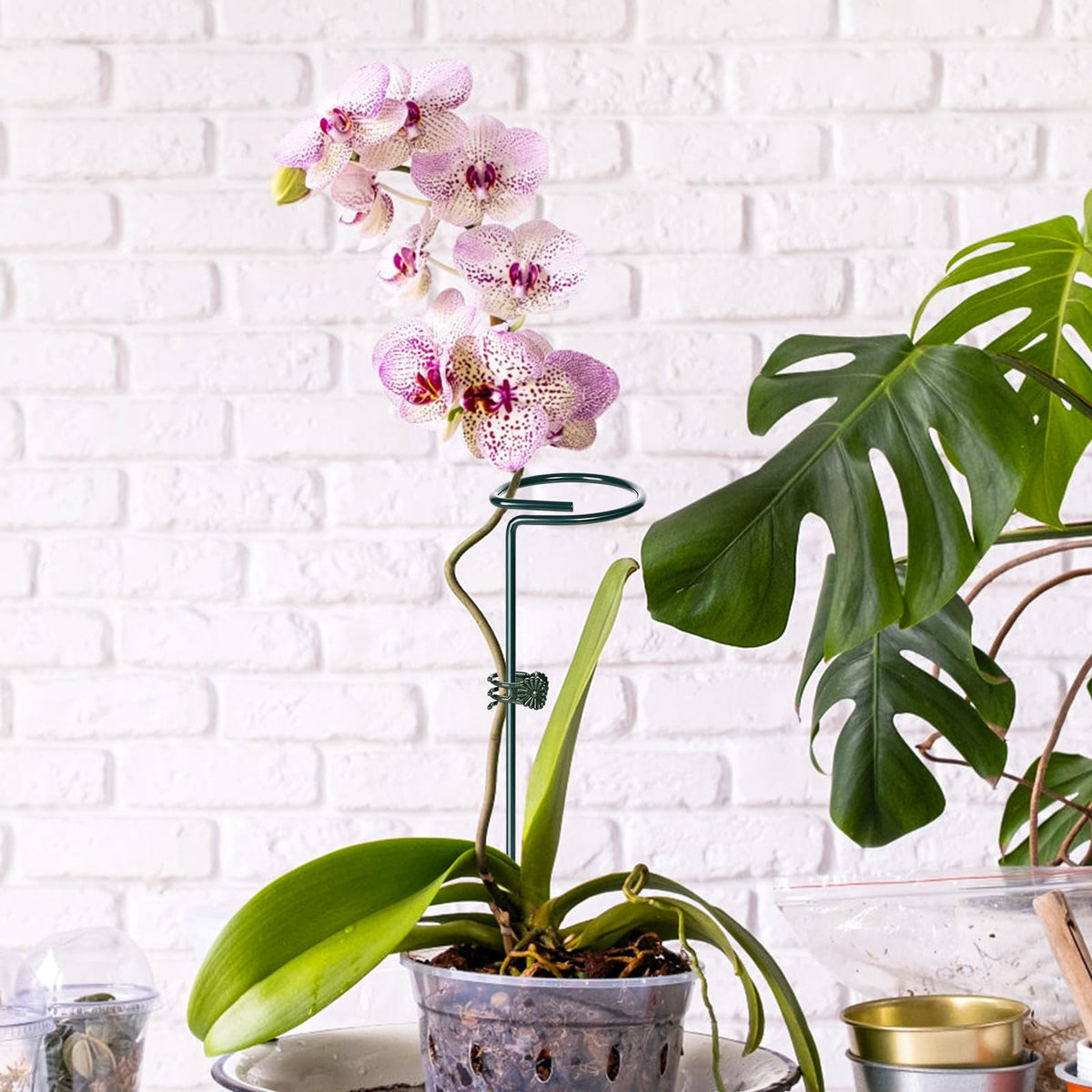 Mwellewm easy-to-install system supports plants without hindering growth
