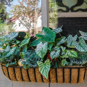 Mxespoir eco-friendly coir liner supports sustainable home gardening