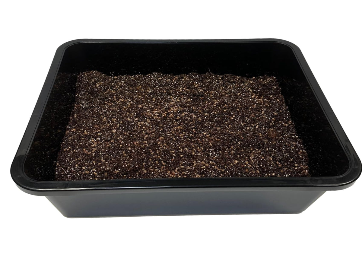 Myco Labs substrate water retention design helps maintain optimal moisture during fruiting.