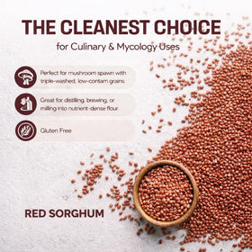 Mycology Basics Organic Sorghum scoop in a measuring cup for easy portioning.