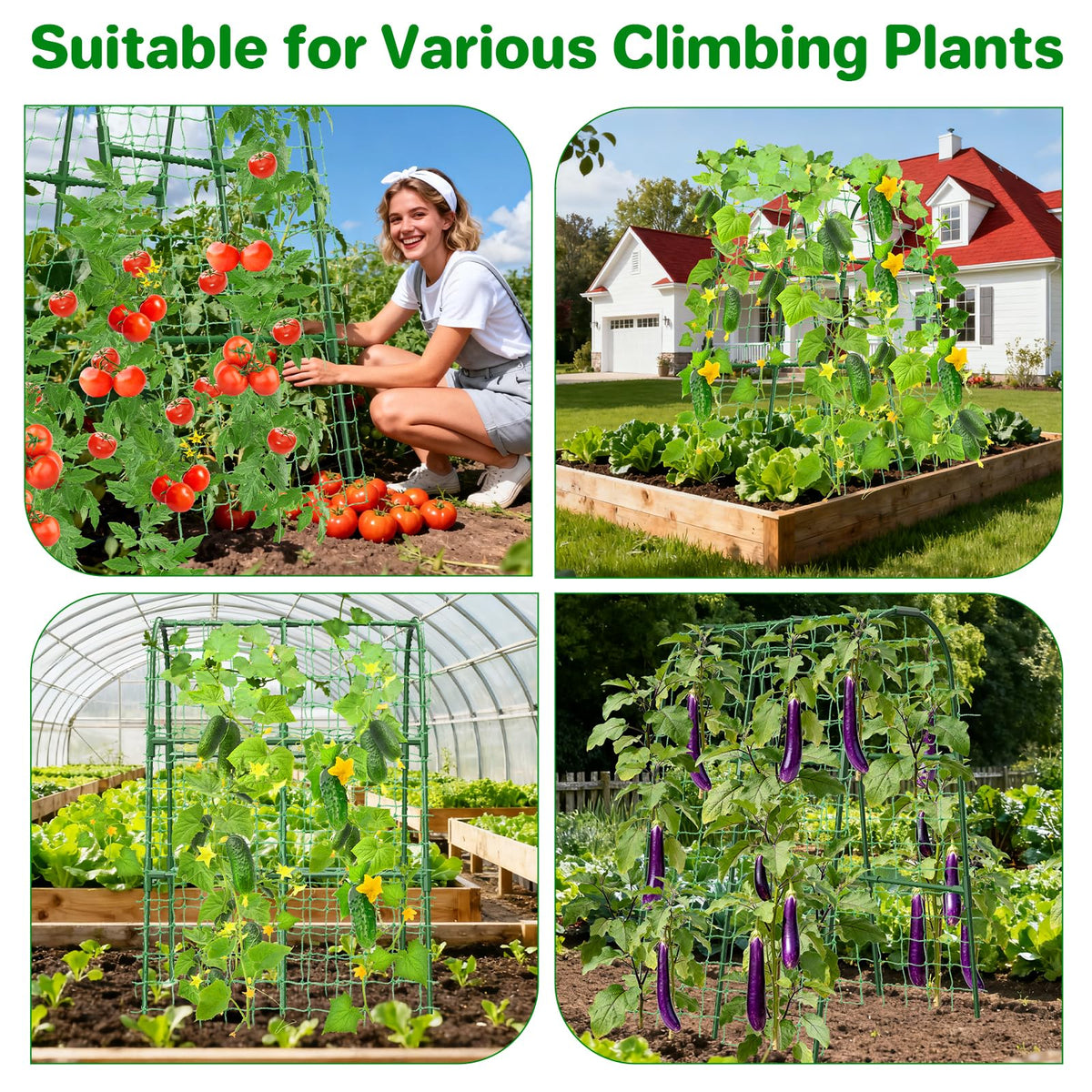 MYMULIKE trellis netting guides vines upward neatly.
