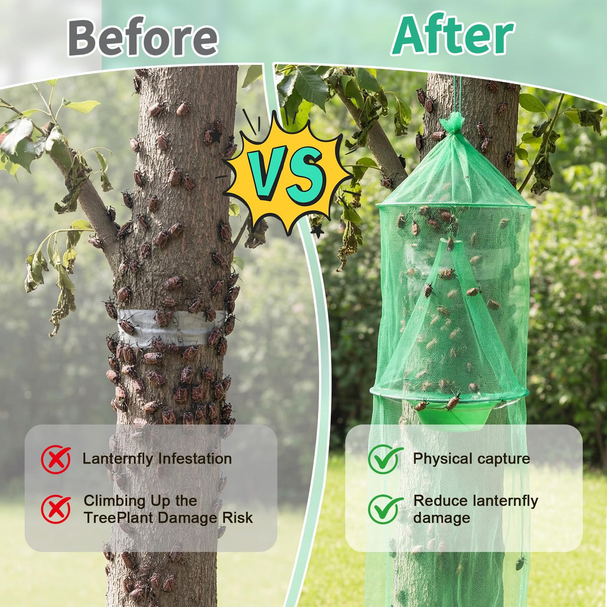 Mysora trap wrapped on tree trunk showing targeted placement reduces lanternfly activity