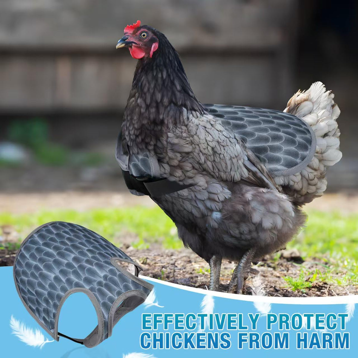 MYWSN chicken saddles adjustable strap securing a hen