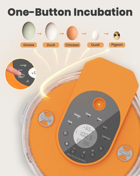 Nailrepro incubator clear 360° view for easy monitoring.