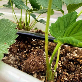 Nalwort UV resistant drip tape standing up to sun exposure for outdoor gardens.