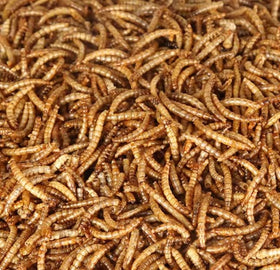 NAOUTHLY dried mealworms resealable packaging keeps freshness between feedings