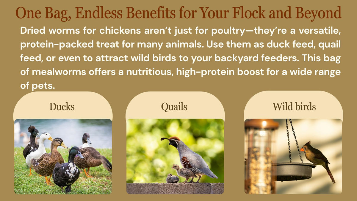NAOUTHLY mealworms in outdoor bird feeder illustrate versatile wildlife feed