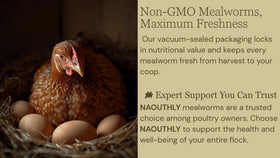 NAOUTHLY mealworms for chickens and ducks as a reliable part of poultry feeding