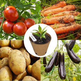 Napia seed pots include 30 plant labels for easy seed tracking.
