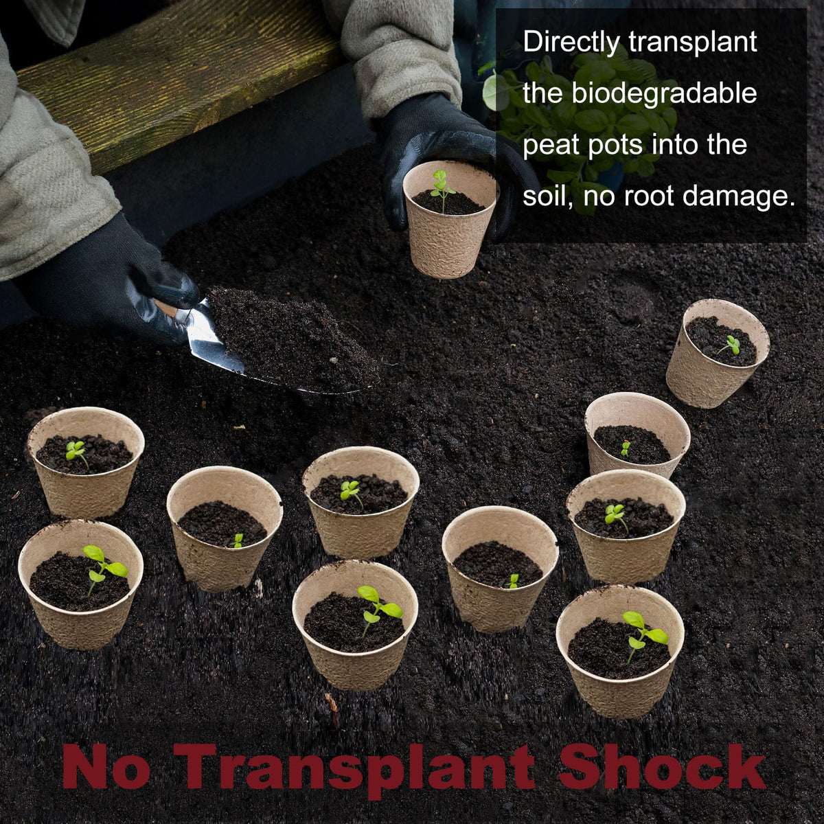 Napia seedling transplant-ready pot designed for direct soil planting.