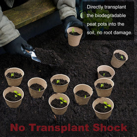 Napia seedling transplant-ready pot designed for direct soil planting.