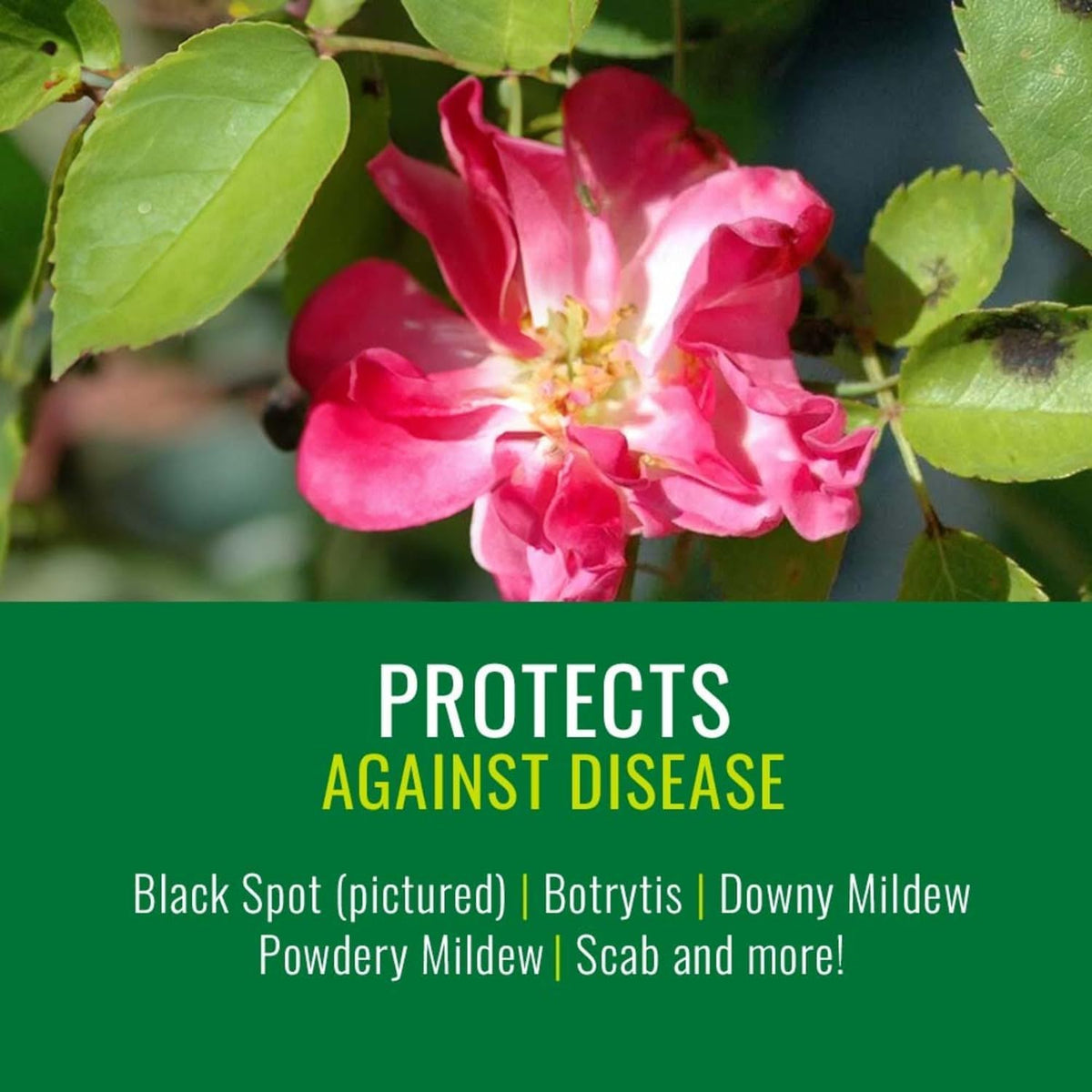 Natria Neem Oil Spray killing aphids on a plant.