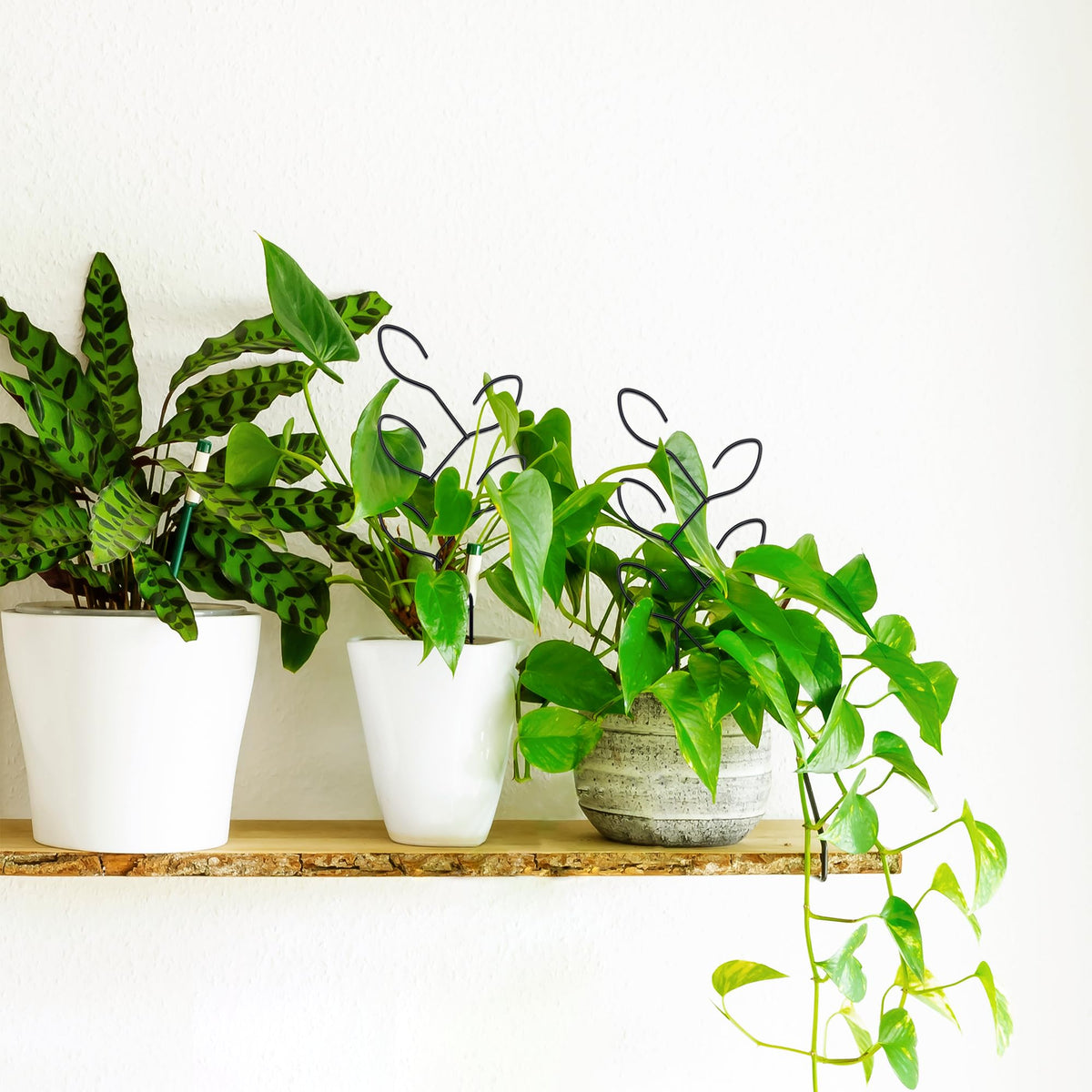 Natrlart easy to install trellis enhances plant aesthetics and health