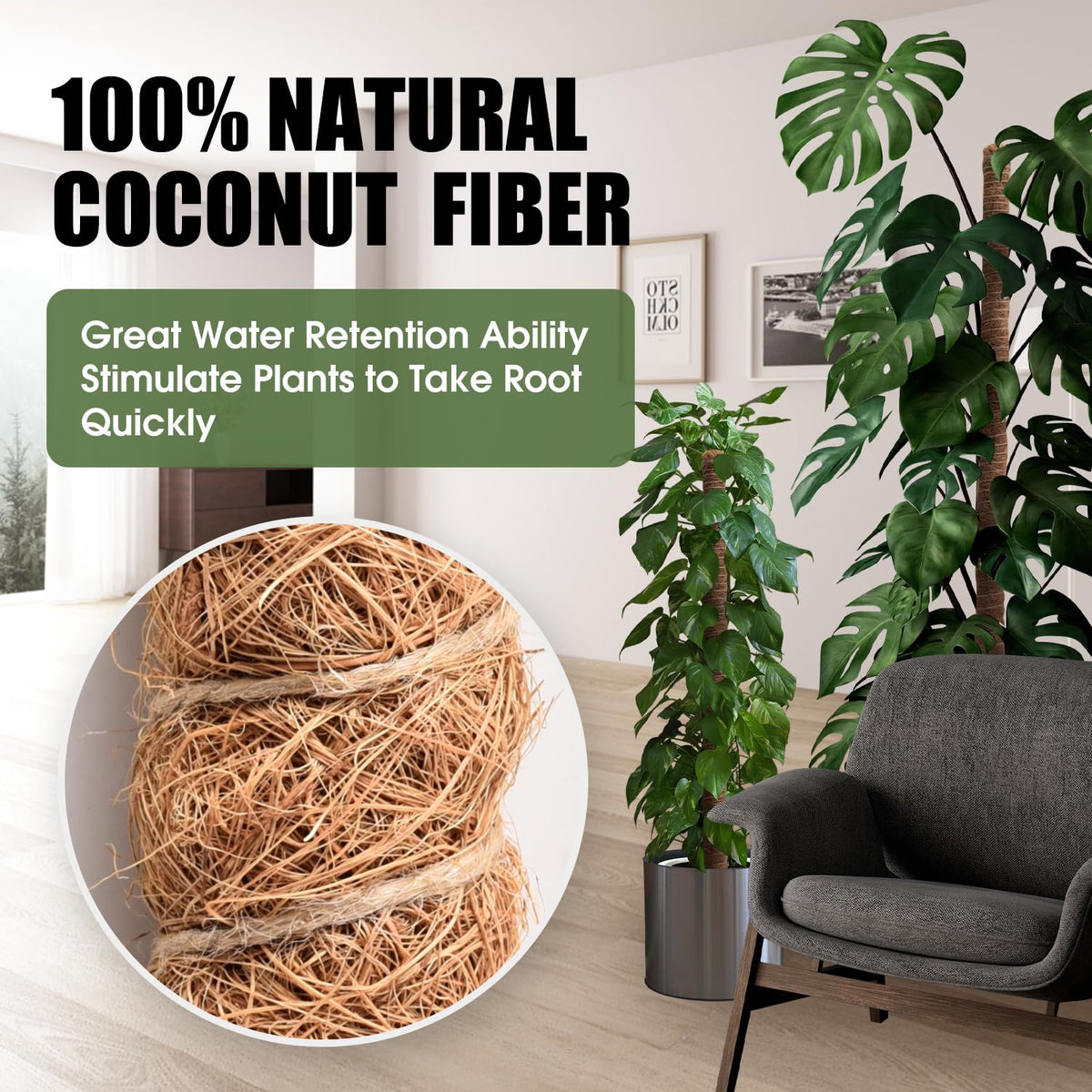 NATSUKY Monstera climbing setup promotes upward growth and larger leaves.