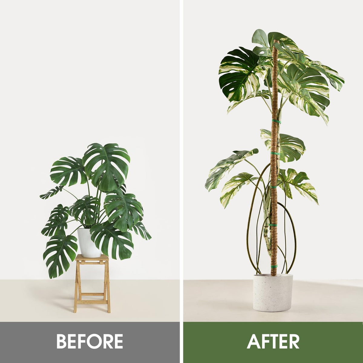 NATSUKY bendable moss pole guiding Monstera upward growth